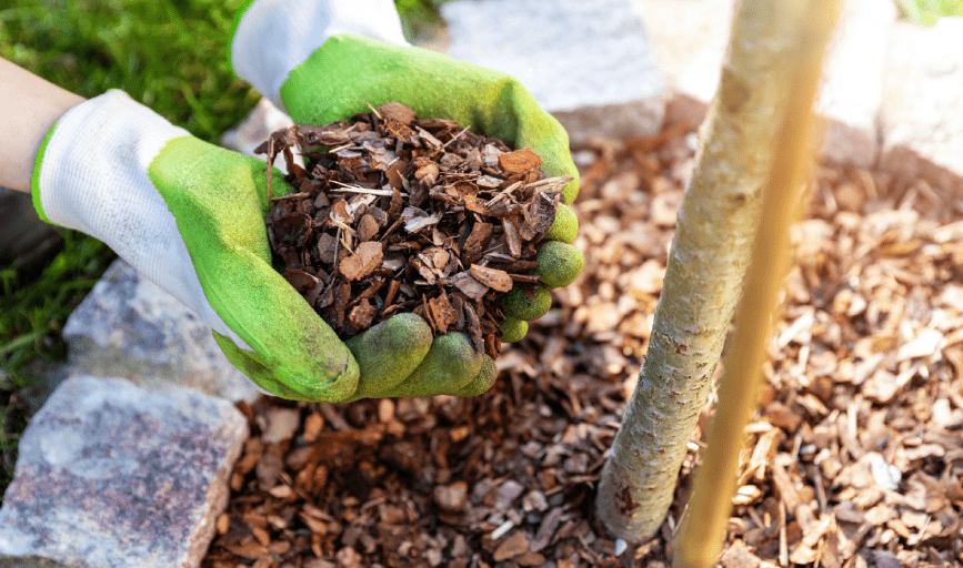 SageScapes Landscaping